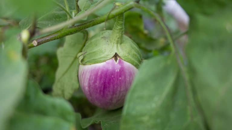 aubergine de l'eldoradis, maraichage , légumiste bruxellois